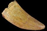 Bargain, Carcharodontosaurus Tooth - Real Dinosaur Tooth #85903-1